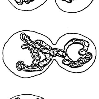 320x320 three dimensional reconstruction of the t sphaerica mitochondria