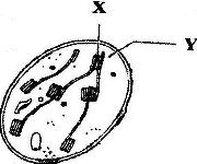 180x150 a state the function of cristae in mitochondria b the diagram
