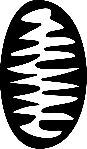 348x596 collection of free mitochondria drawing cute download on ui ex