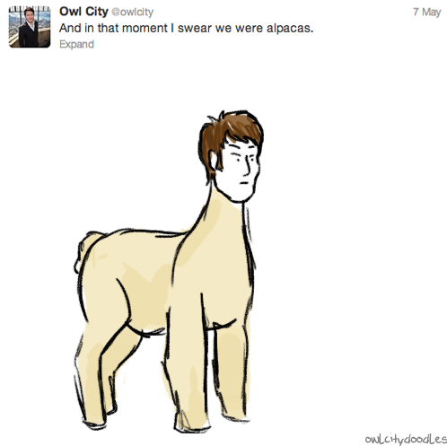 498x497 owl city doodles omg!!!! a mixture of random owlsomeness