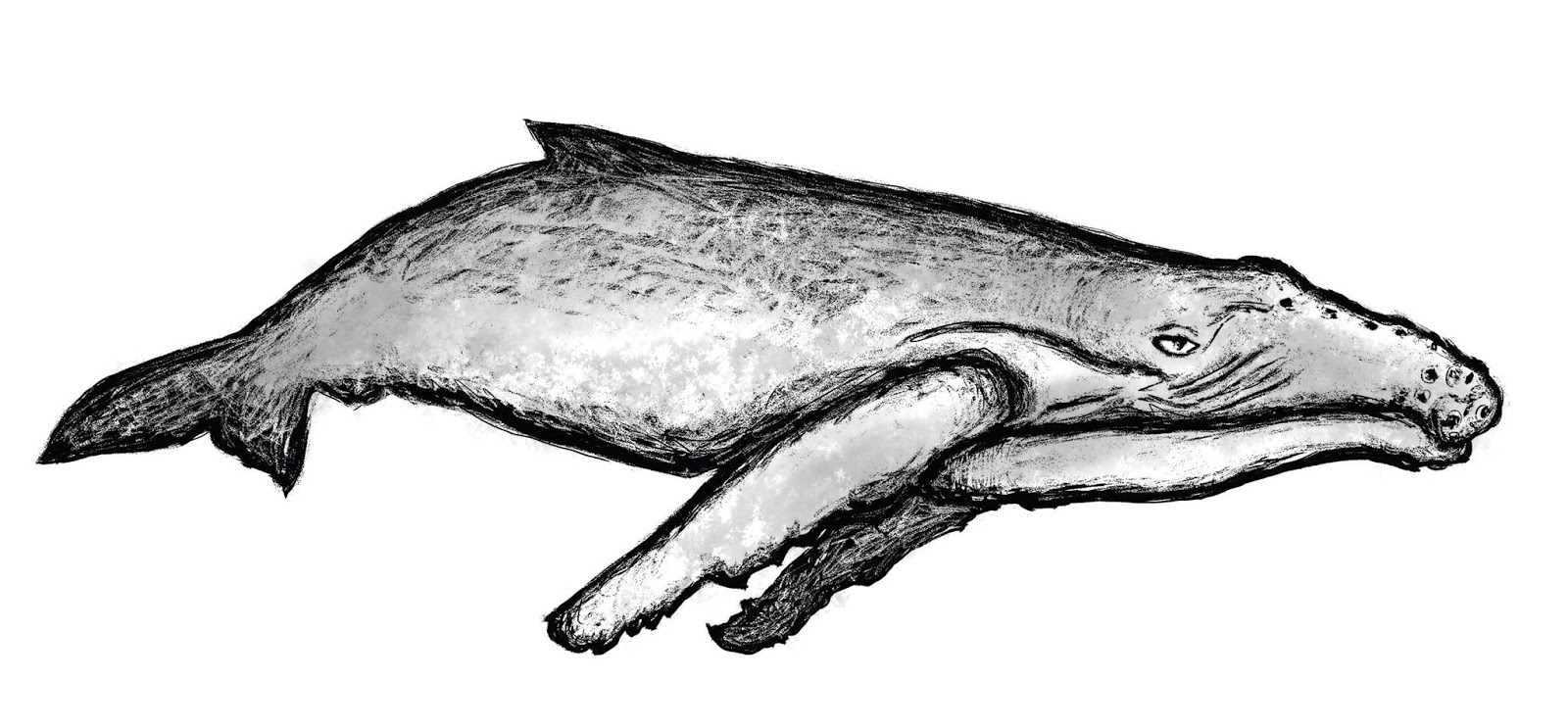 1600x743 Maria T Middleton Whale Drawings