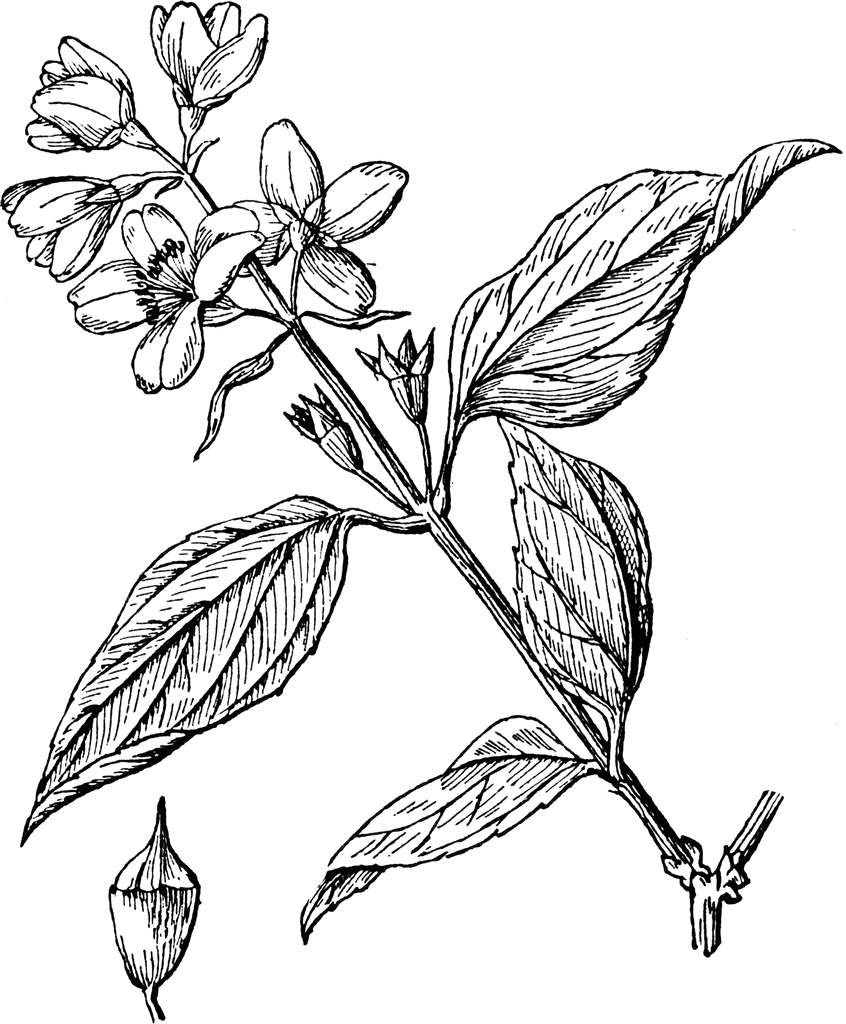 846x1024 mock orange clipart etc