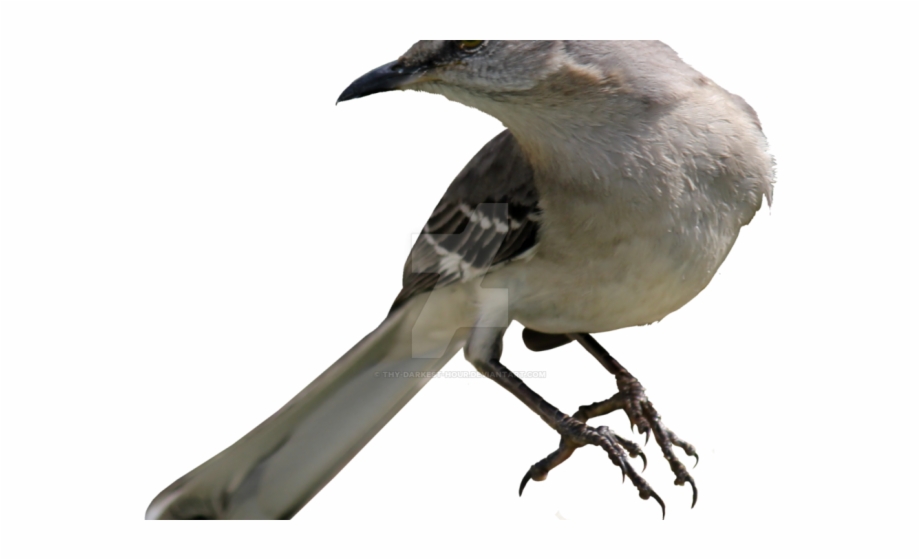 920x560 Drawn Mockingbird Transparent