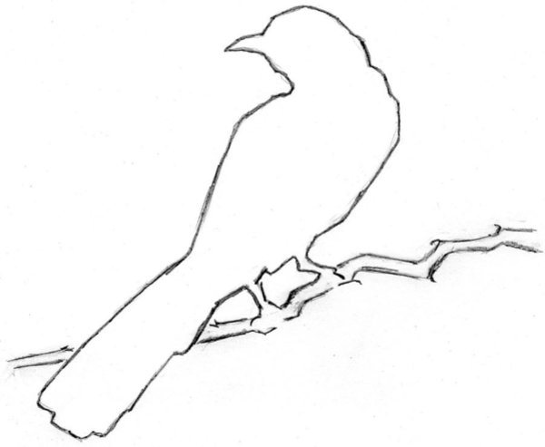 600x493 Mockingbird Drawing