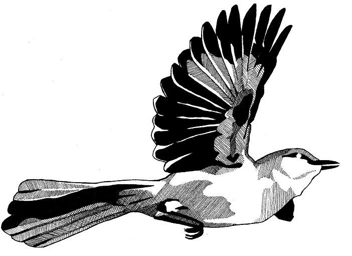 Mocking bird. Пересмешник птица рисунок. Рисунок птицы пятнами. Мокингберд рисунки,. Mockingbird symbol.