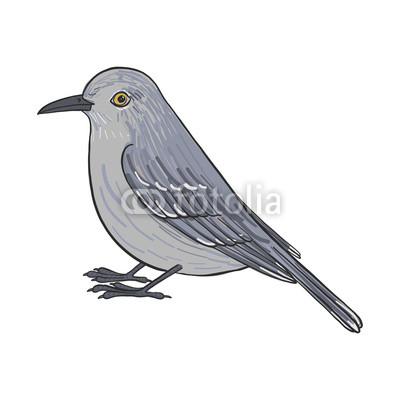 400x400 Vector Drawing Mockingbird Buy Photos Ap Images Detailview