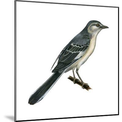 400x400 Beautiful Mockingbird Specialty Artwork For Sale, Posters