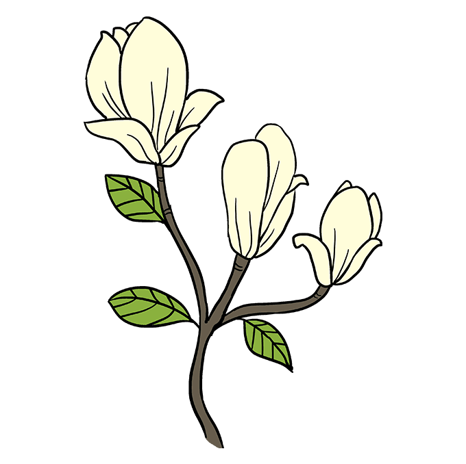 680x678 How To Draw Magnolia Flowers