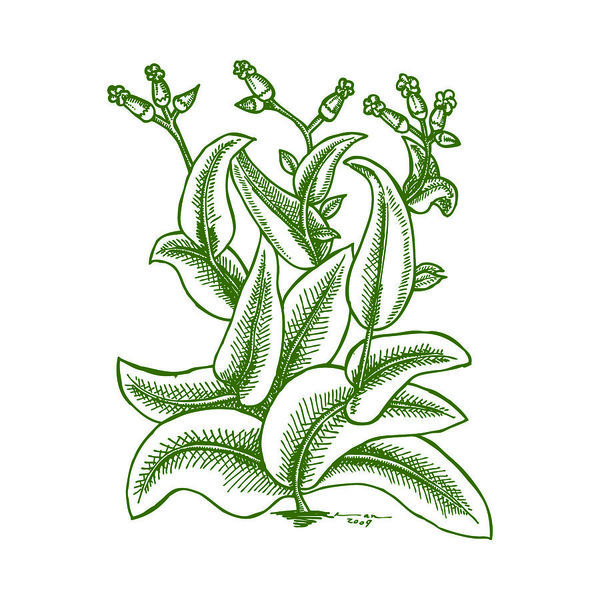 600x600 Modern Flower Drawings Fine Art America