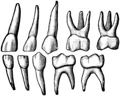 236x188 Tooth Drawing Free Download