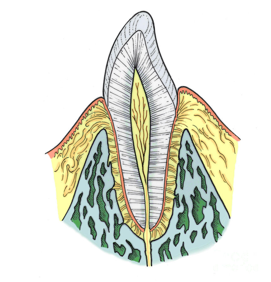 865x900 Illustration Of Pre Molar Tooth Photograph