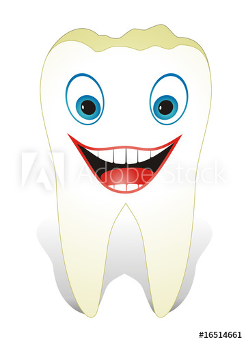 360x500 Intact, Healthy Molar Tooth