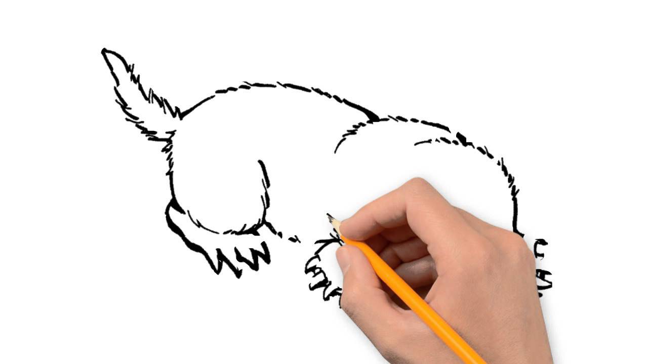 1280x720 Mole Animals Pencil To Draw Step