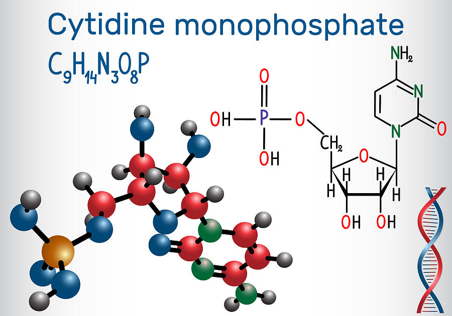 900x630 Cytidine Monophosphate