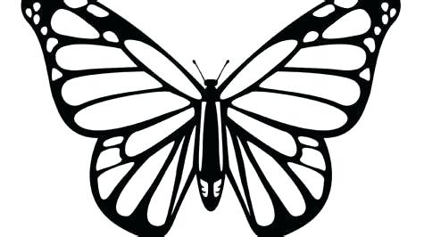 475x266 Drawings Of Butterflies Butterfly Drawings Butterfly And Rose