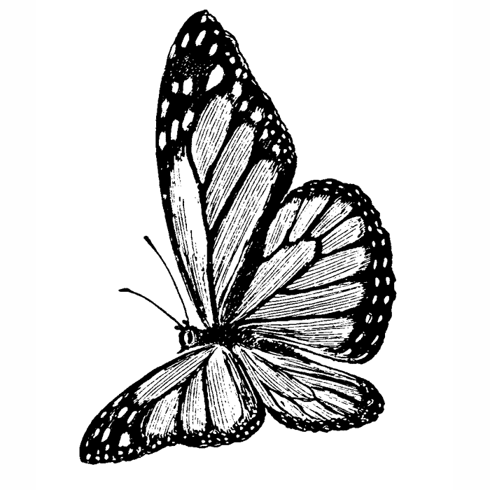 Monarch Butterfly Drawing Black And White | Free download on ClipArtMag