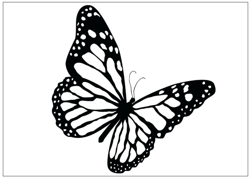 842x595 How To Draw Butterflies Flying Female Monarch Butterfly Flying