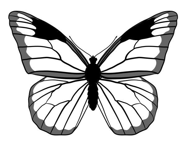 600x469 How To Draw Animals Butterflies, Their Anatomy And Wing Patterns