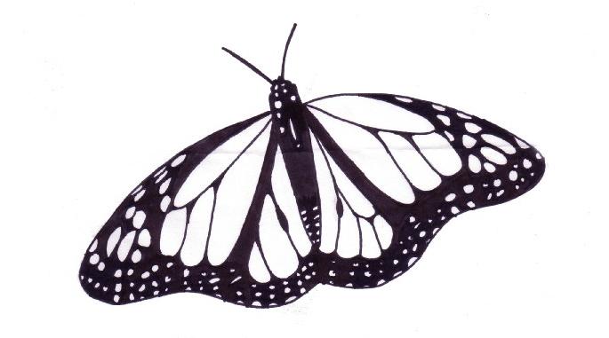 685x381 Monarch Butterfly Drawing Black And White