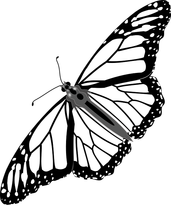 598x720 Related Image Line Art Clip Art Black Butterfly Tattoo