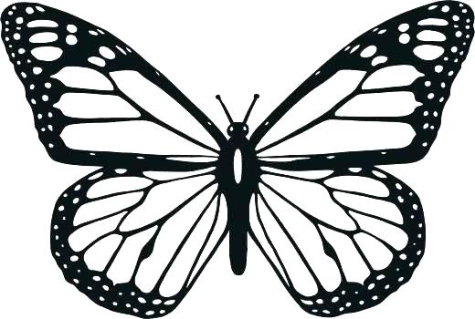520x350 Coloring Pictures Of Monarch Butterflies