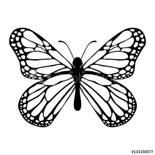 Monarch Butterfly Drawing Black And White | Free download on ClipArtMag