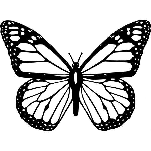 600x600 Black And White Butterfly Liked On Polyvore Featuring