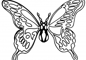 300x210 Butterfly Drawings Black And White Monarch Butterfly Drawing Black