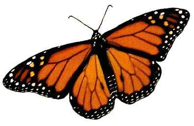 395x257 Male Female Monarch Butterfly Illustrations