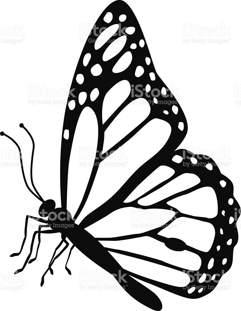 796x1024 A Vector Illustration Of A Monarch Butterfly Side View In Black