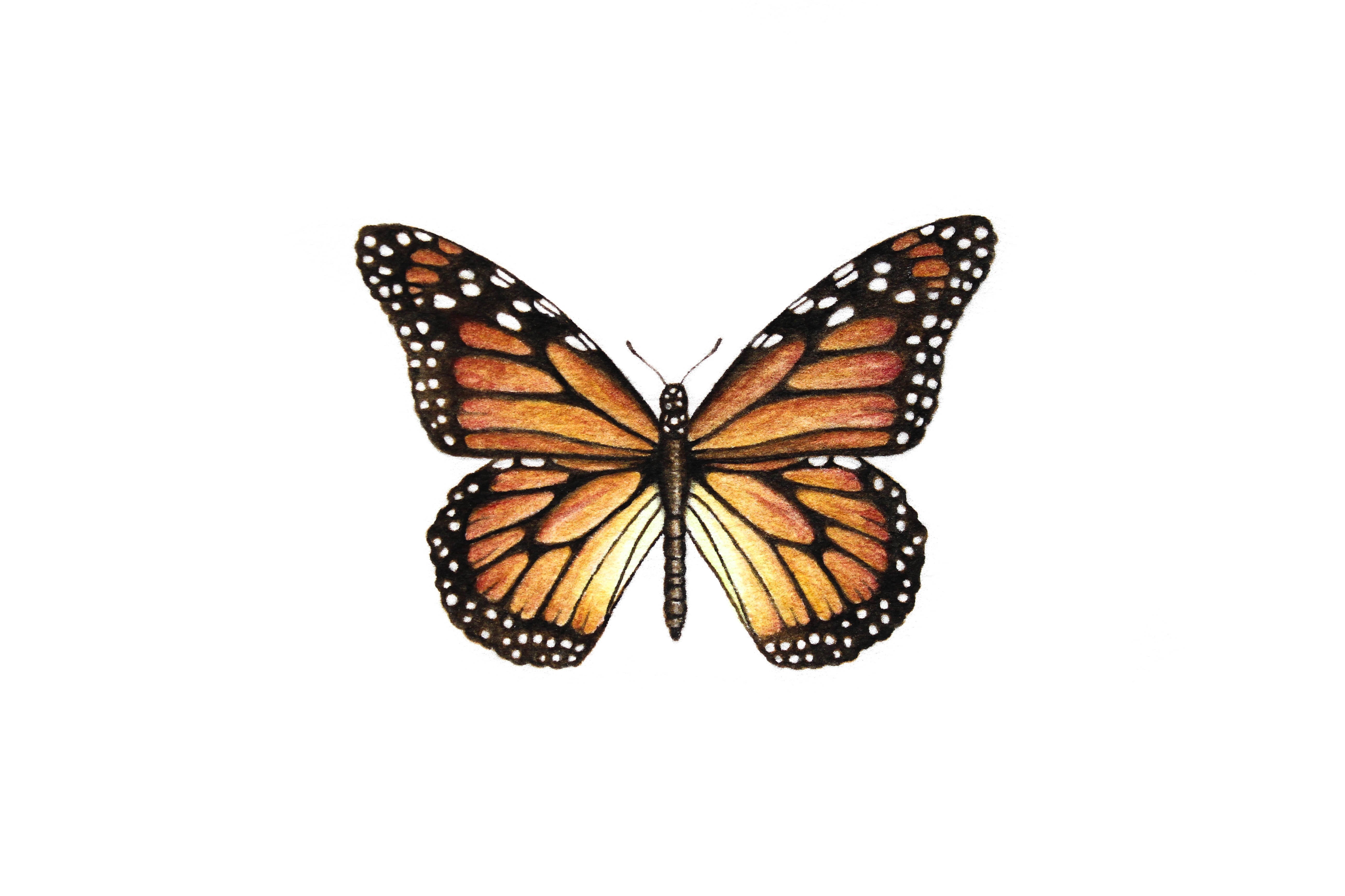 5184x3456 monarch butterfly paintable project digital download greenleaf