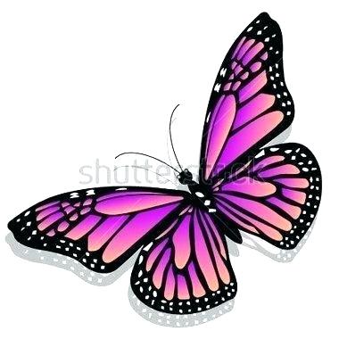 380x380 Butterfly Drawing Color Monarch Colorful Butterfly Drawing