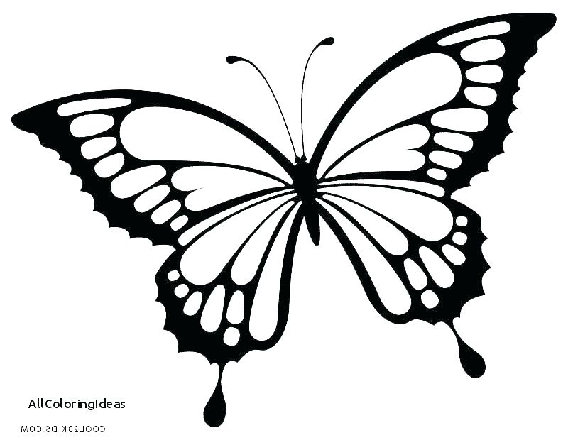 800x620 Simple Drawing Of A Butterfly Basic Drawing Butterfly