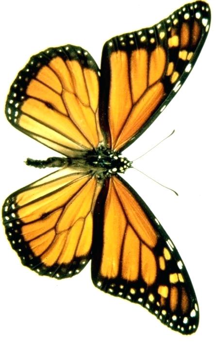 445x702 Draw Butterfly