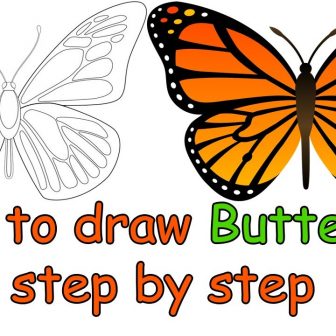 336x336 Butterfly Drawing Easy Side View For Beginners Step Method