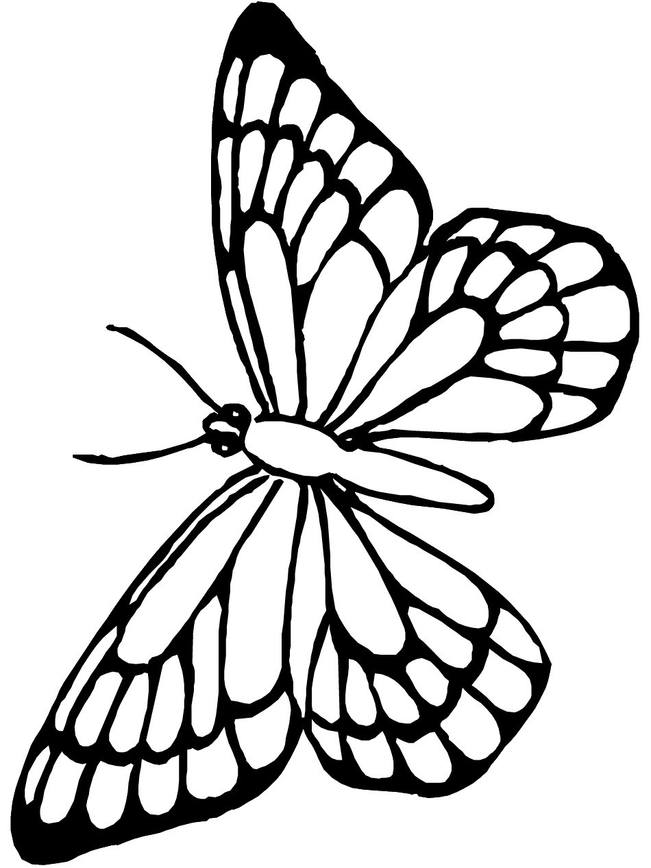 Monarch Butterfly Line Drawing