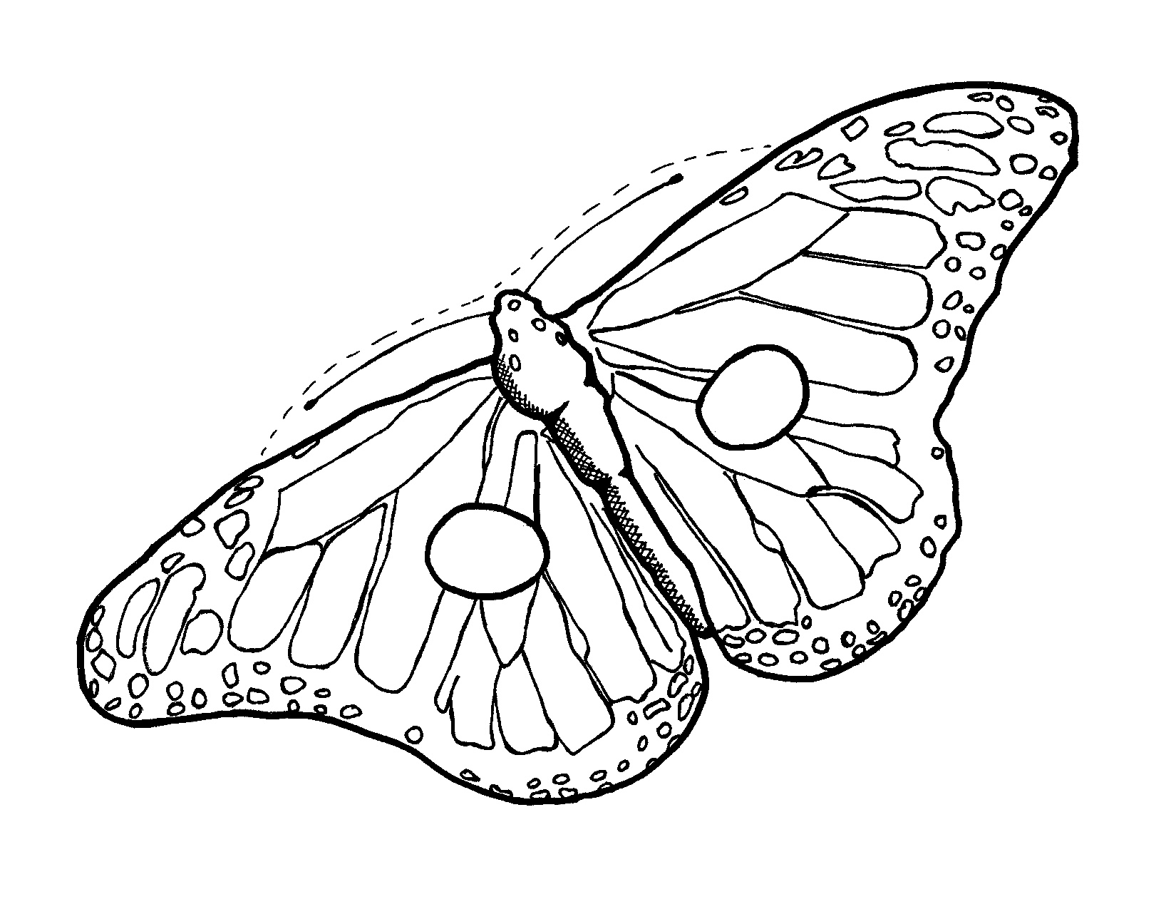 1650x1275 Arts Butterfly Outline Drawing Gorgeous Image Result For Monarch