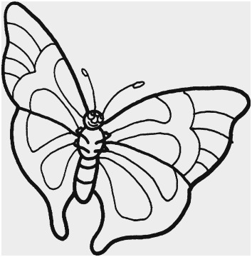 354x360 Butterfly Outline Clipart Unique Butterfly Outline Line Drawing