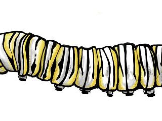 640x480 Free Drawn Caterpillar, Download Free Clip Art
