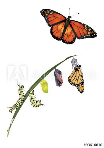 352x500 life cycle of monarch butterfly flower monarch butterfly