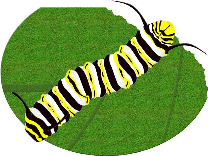 719x539 Monarch Butterfly Caterpillar Clipart Brush Footed