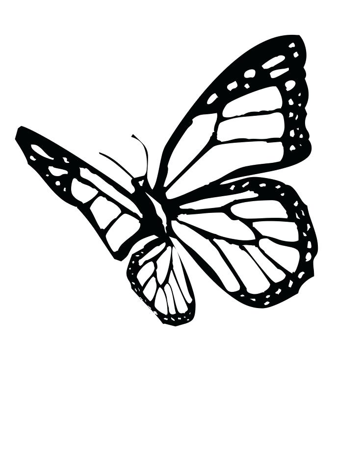 736x952 monarch butterfly pictures to color drawn butterfly monarch