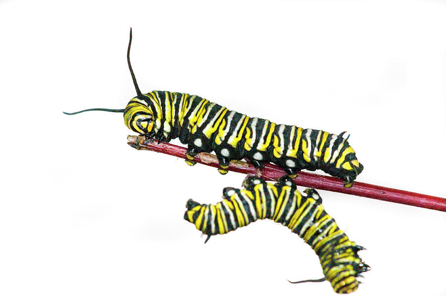 Monarch Caterpillar Drawing Free download on ClipArtMag