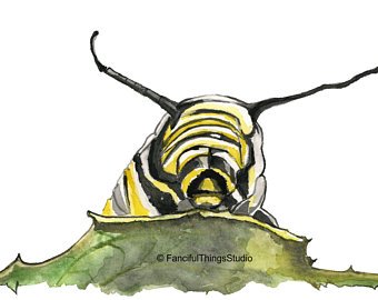 340x270 Monarch Caterpillar Etsy