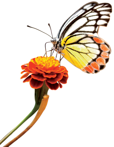 386x500 Rules Of Attraction