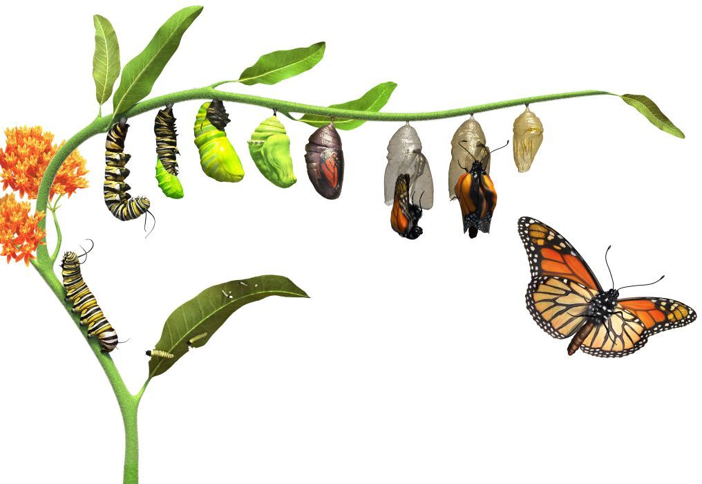 1016x700 Why Do Caterpillars Turn Into Butterflies Wild Animals