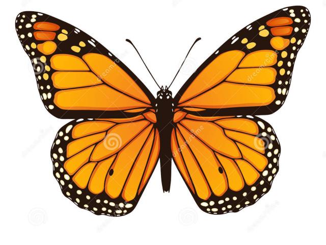 640x480 Monarch Butterfly Clipart Butterfly Drawing