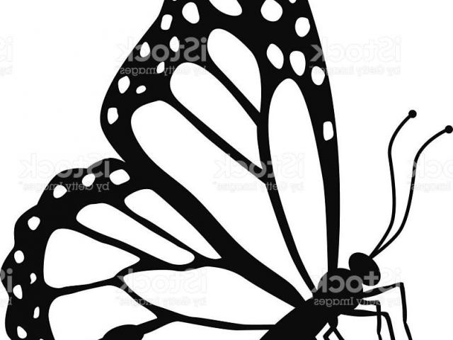 640x480 Monarch Butterfly Clipart Butterfly Drawing