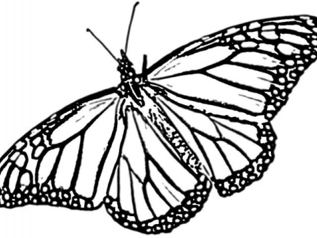 640x480 Monarch Butterfly Drawing