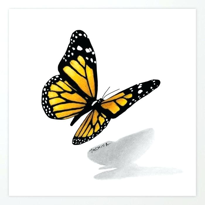 700x700 Buterfly Drawing